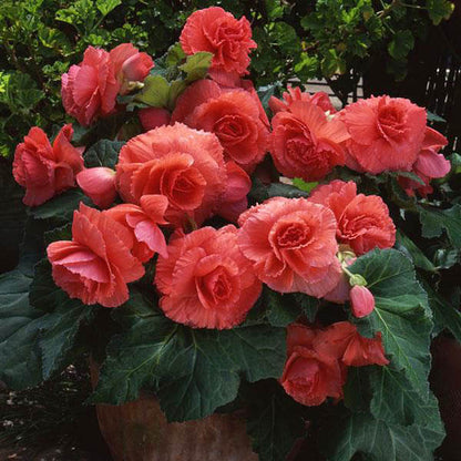 Begonia plant