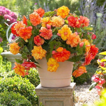 Begonia plant