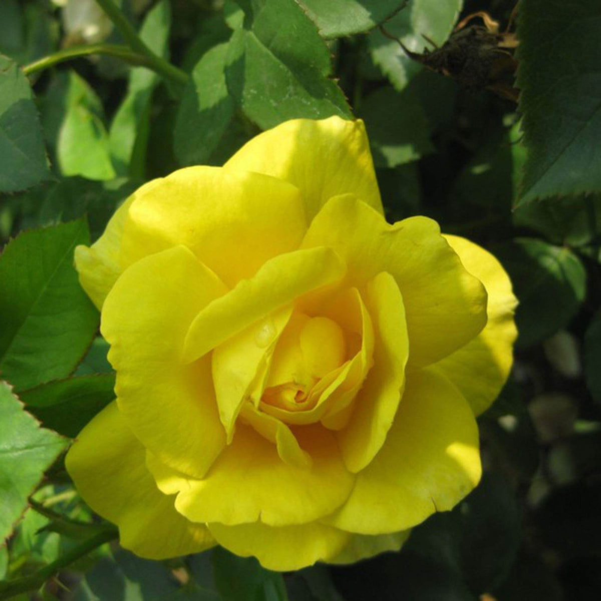Begonia plant