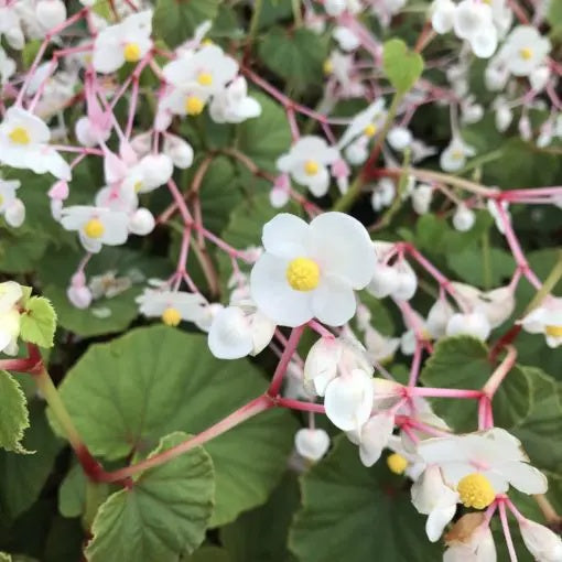 Grandis Alba Begonia plant