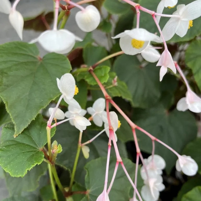 Grandis Alba Begonia plant