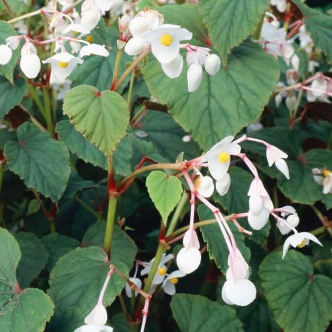 Grandis Alba Begonia plant
