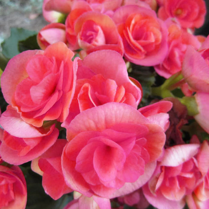 Pink Rieger Begonia plant