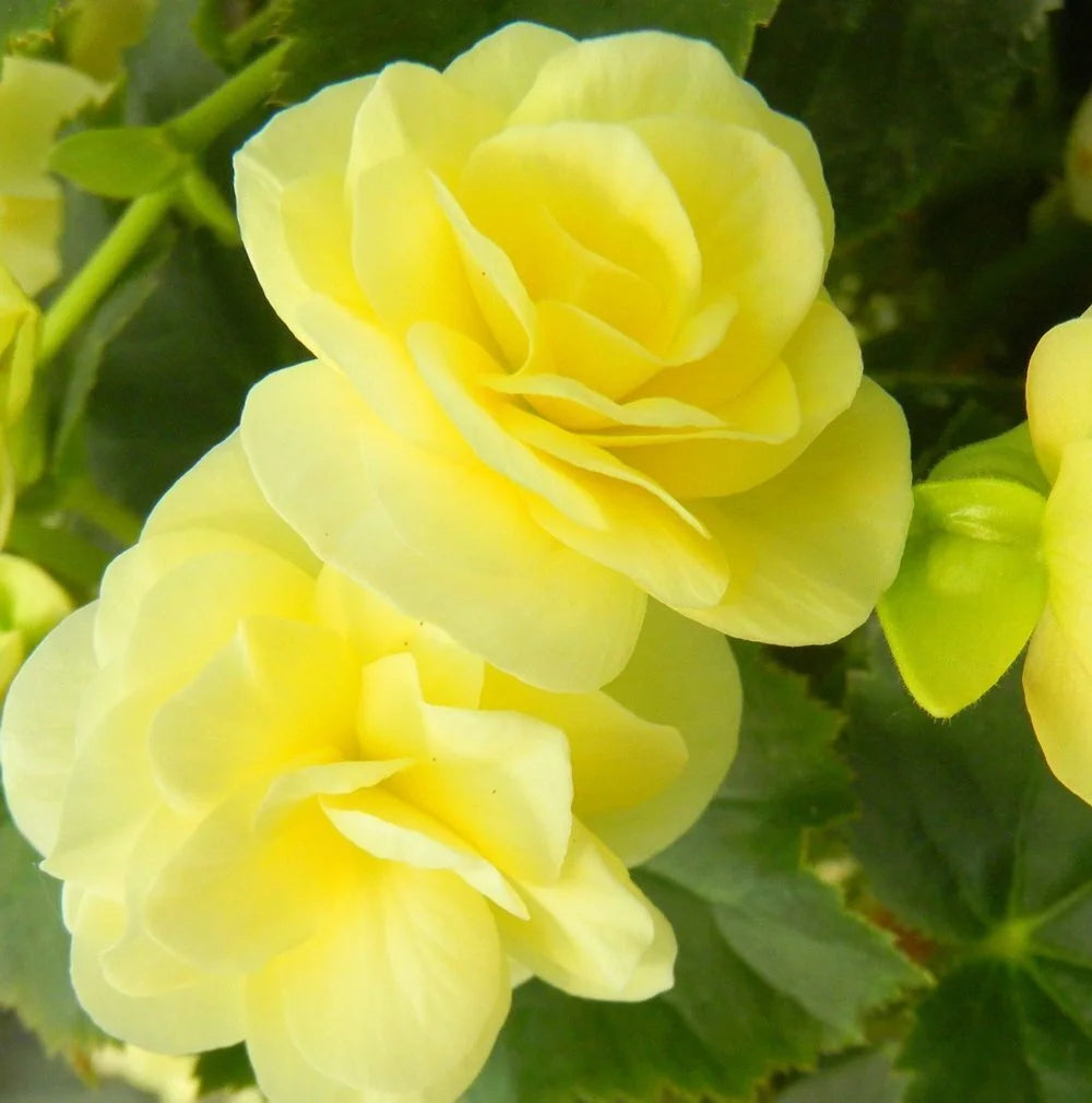 Light Yellow flower seeds
