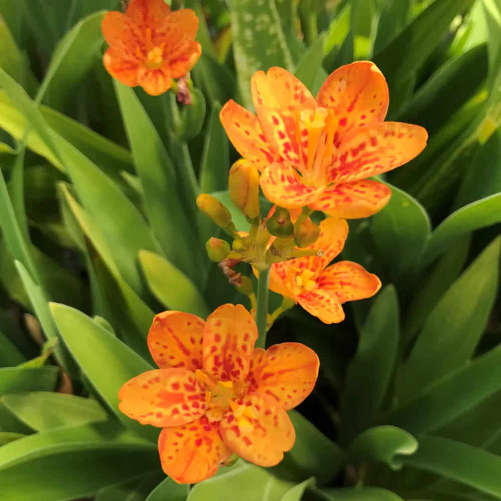 Belamcanda flower seeds