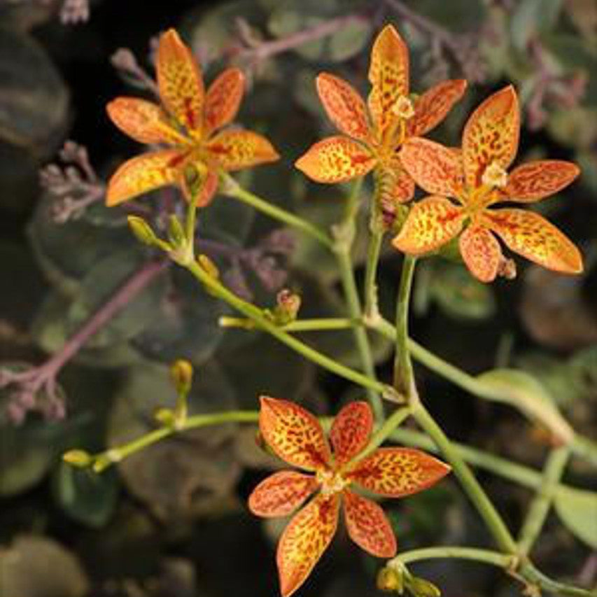 Chinensis Belamcanda plant