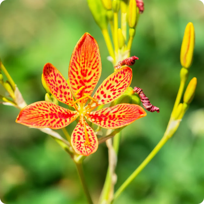 Chinensis Belamcanda plant