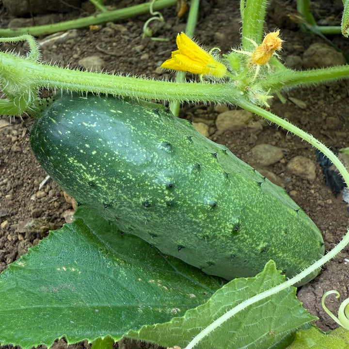 Lyalyuk Pickling Cucumber Seeds