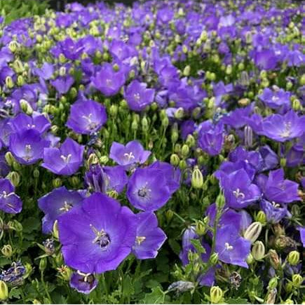 Campanula Carpatica Bellflower plant