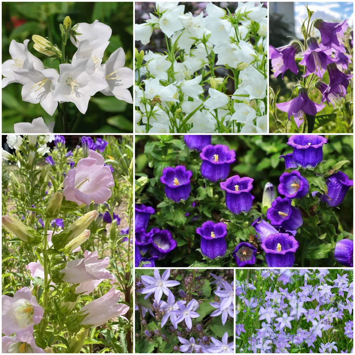 Bellflower plant