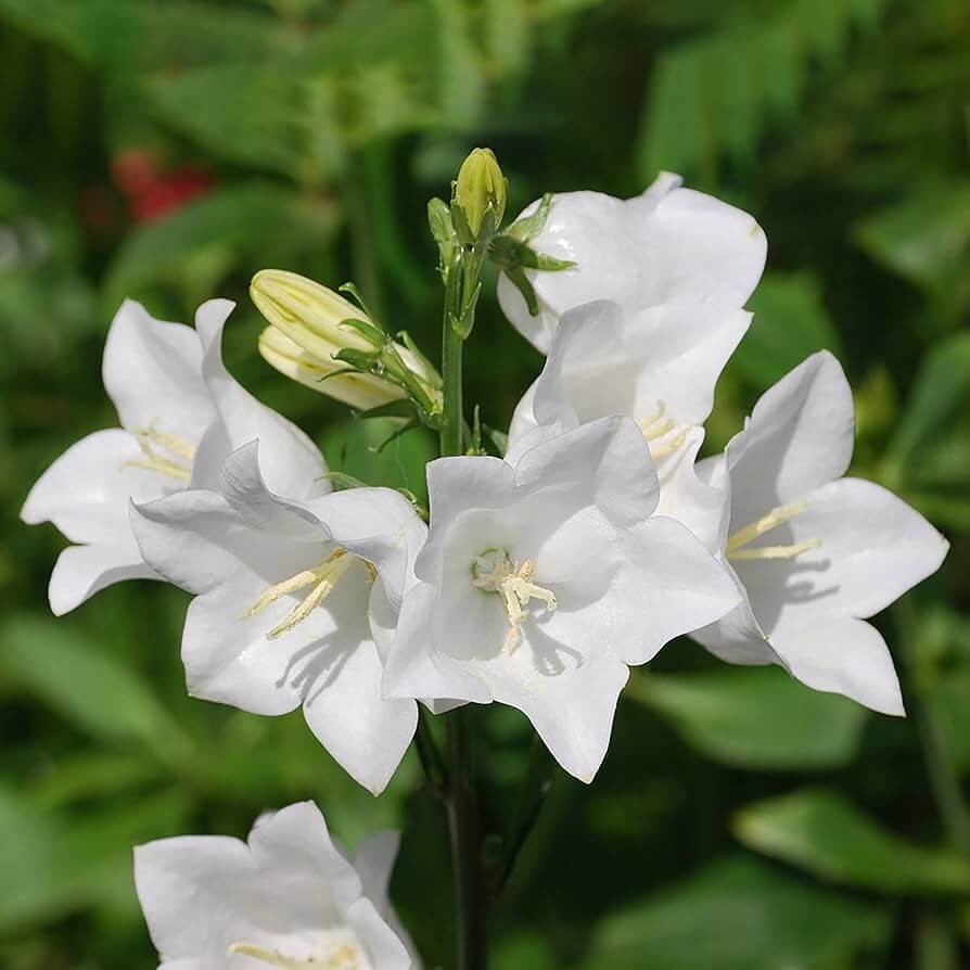 Bellflower plant