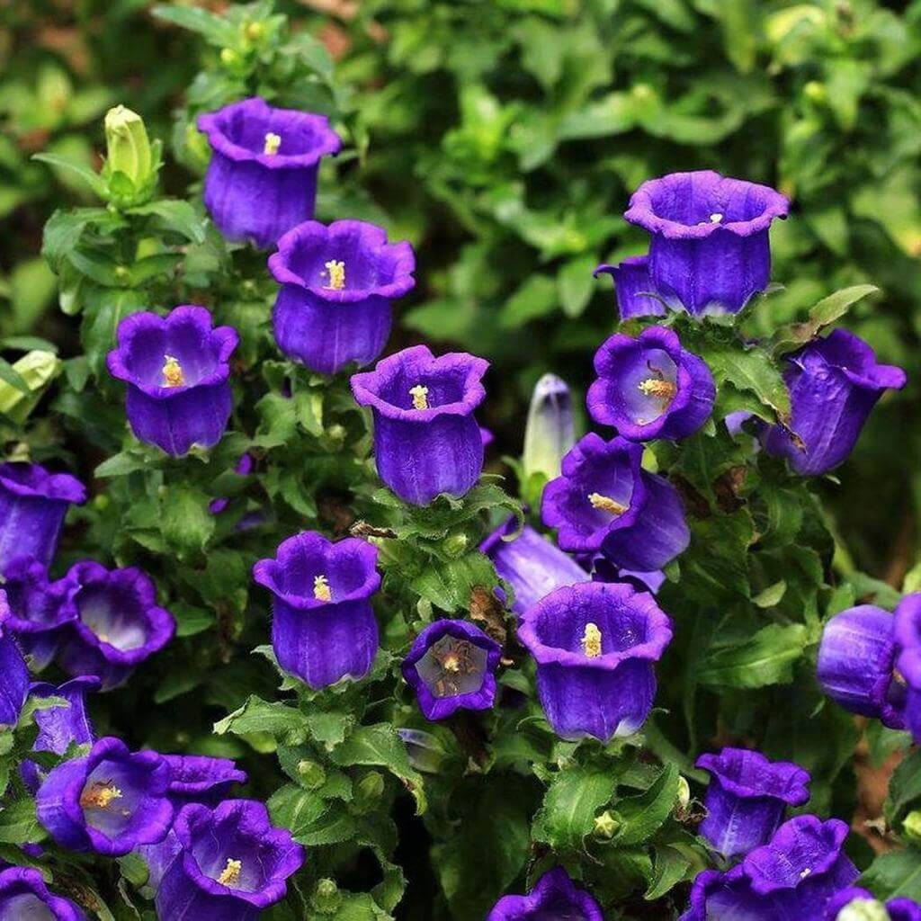 Bellflower plant