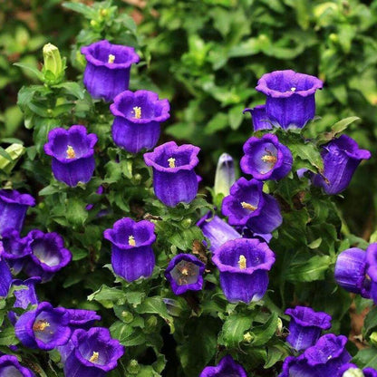 Bellflower plant