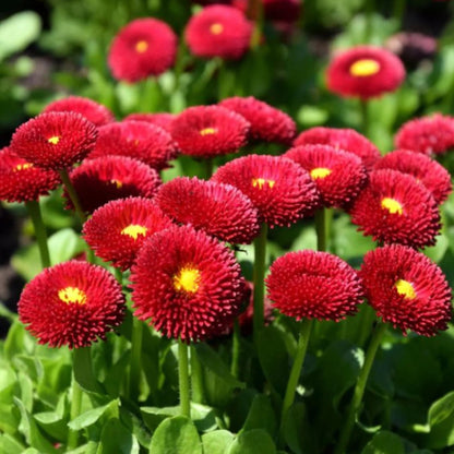 Rose Bellis Perennis plant