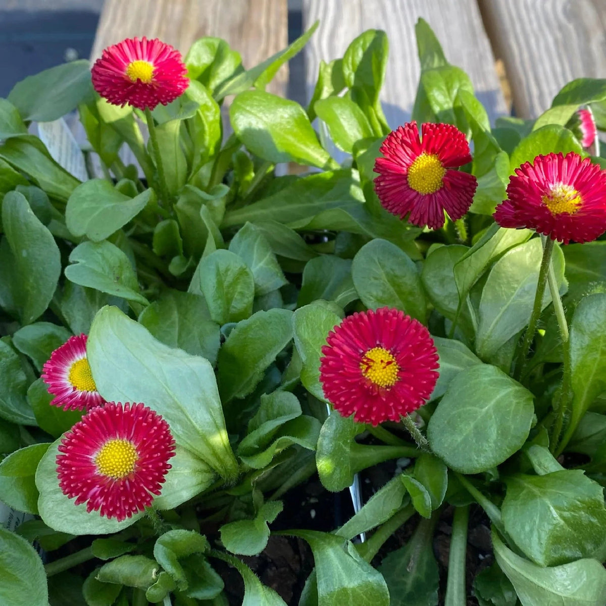Rose Bellis Perennis plant