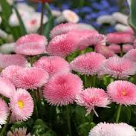 Pink White Bellis plant