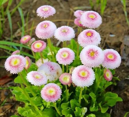 Pink White Bellis plant