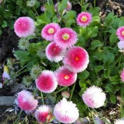 Pink White Bellis plant