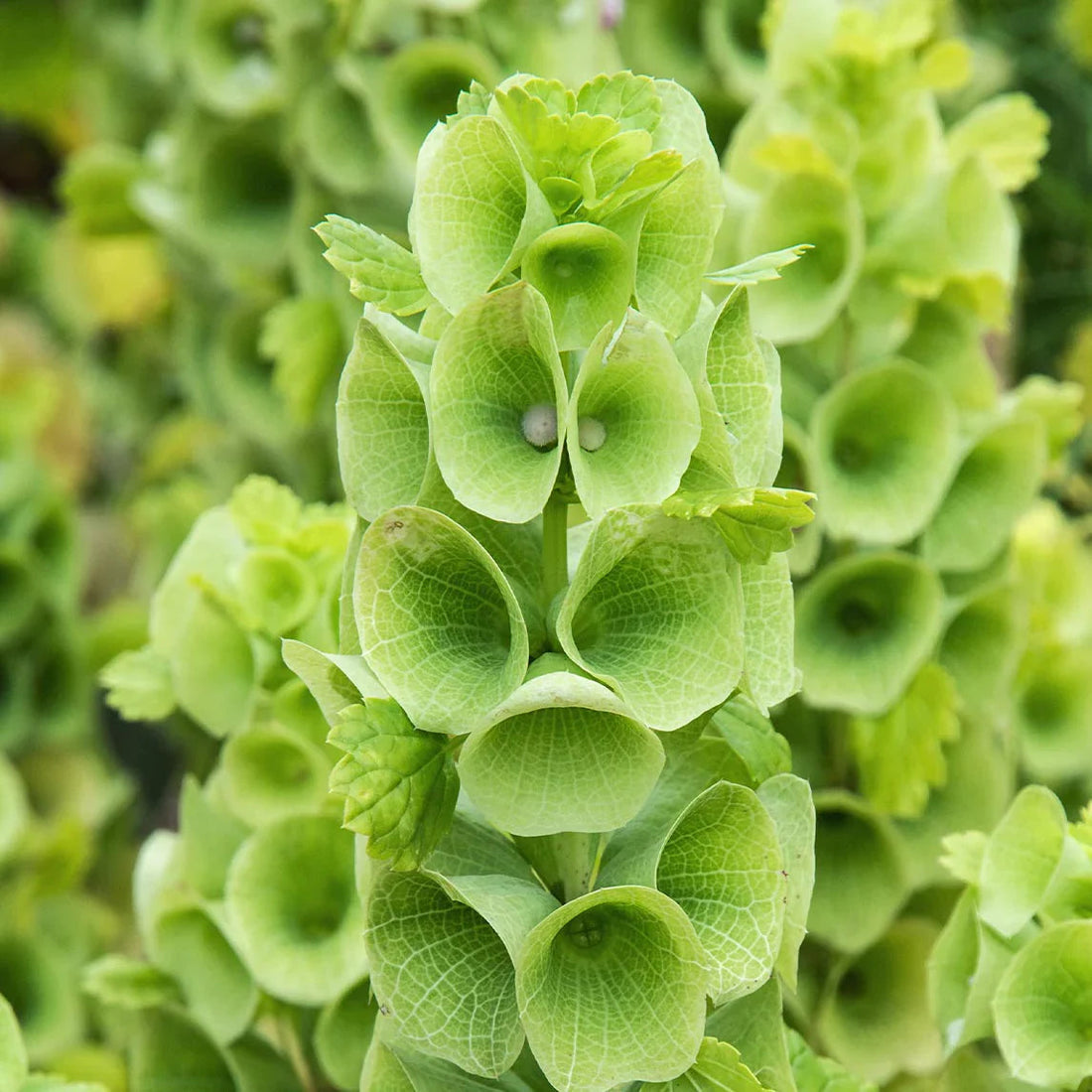 Bells Of flower seeds