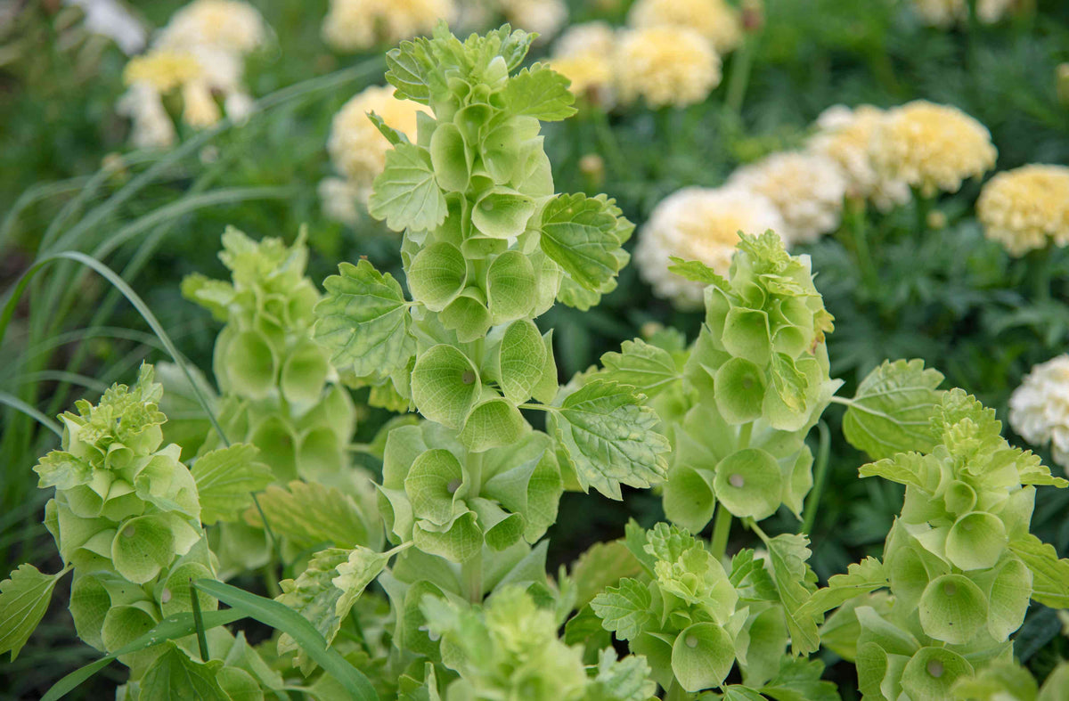 Bells of Ireland plant