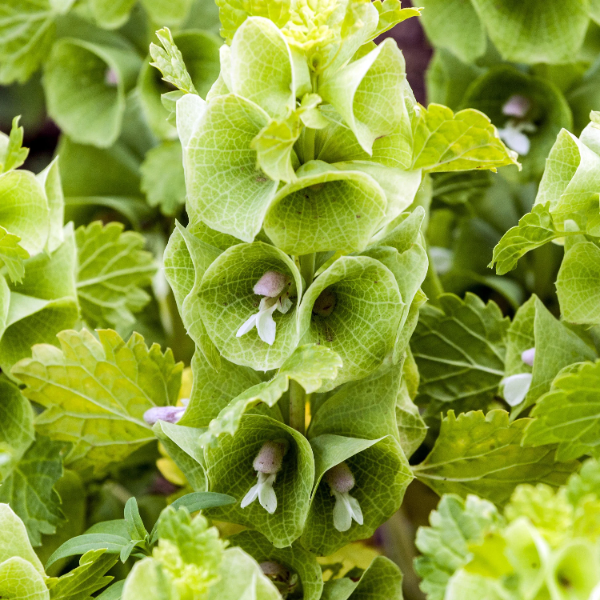 Bells of Ireland plant