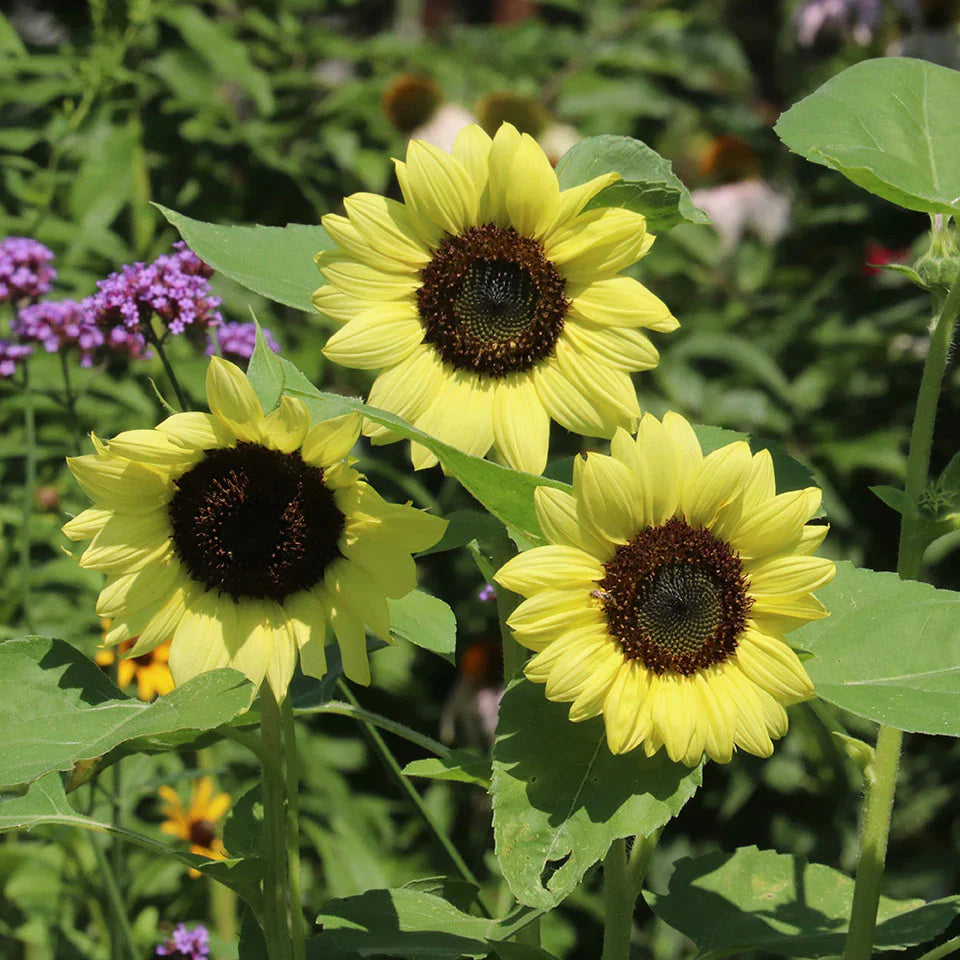 Light Yellow flower seeds