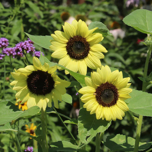 Light Yellow flower seeds