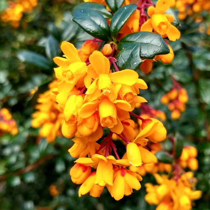 Yellow Darwinii flower seeds