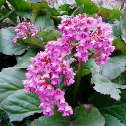 Pink Bergenia Flower Seeds for Planting – Heirloom Non-GMO Garden Seeds