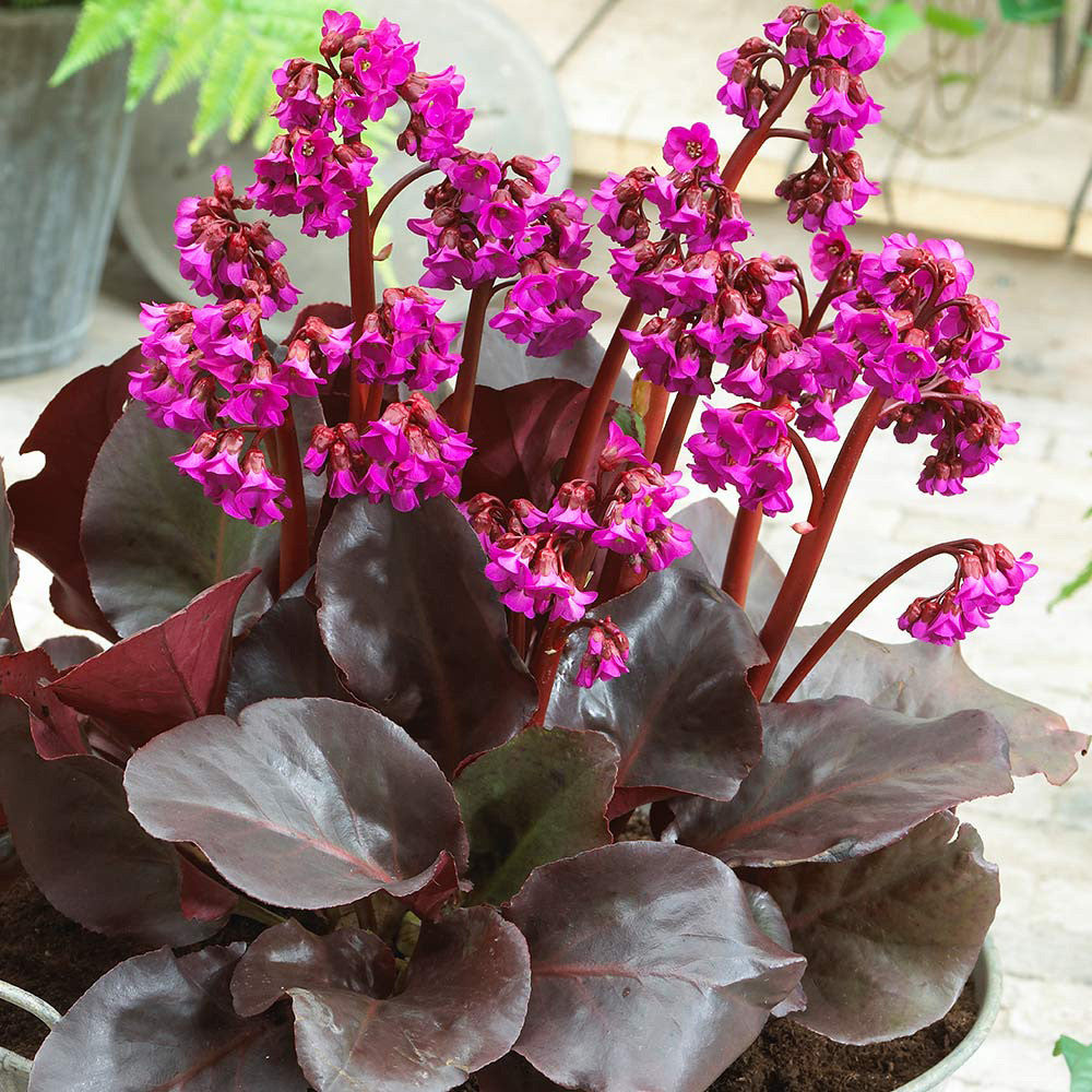 Bergenia Cordifolia flower seeds