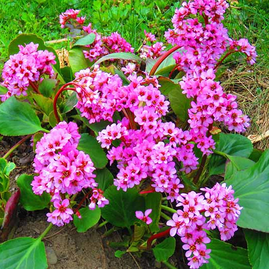 Bergenia plant