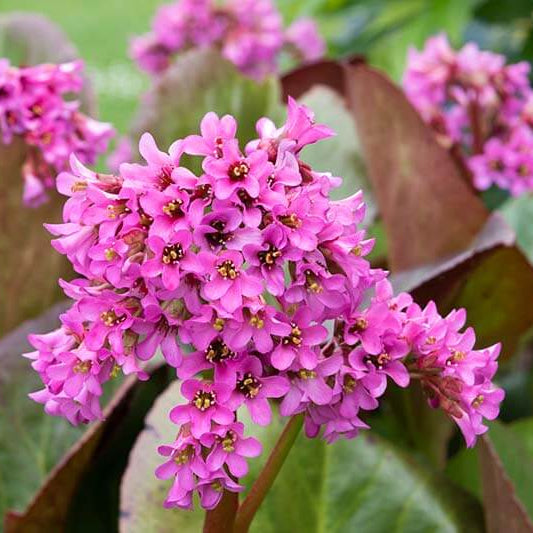 Bergenia plant