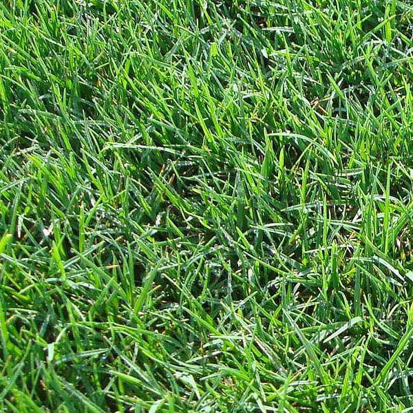 Bermuda grass seeds for planting and warm-season lawn growth