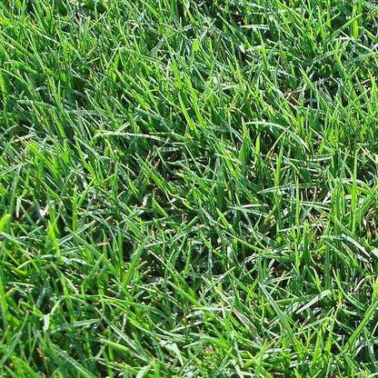 Bermuda grass seeds for planting and warm-season lawn growth
