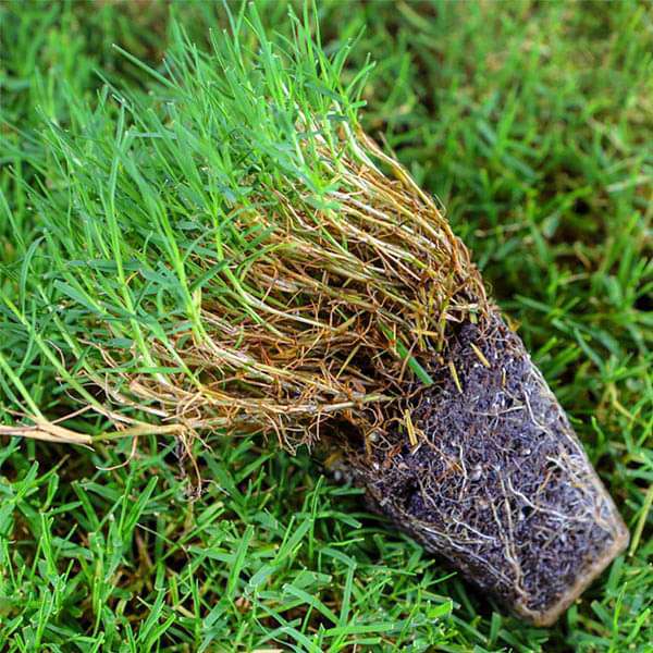 Bermuda grass seeds for planting and warm-season lawn growth