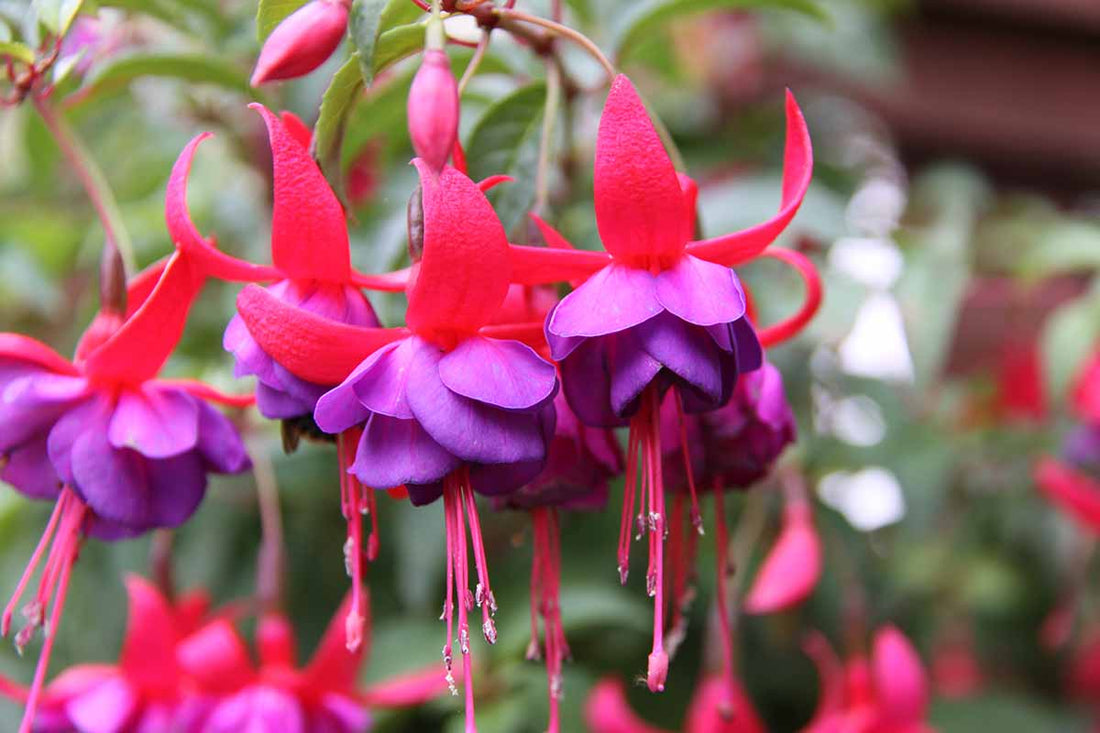 Fuchsia flower seeds