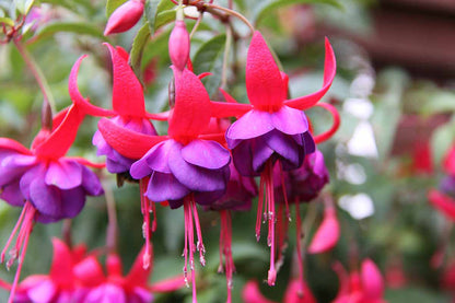 Fuchsia flower seeds