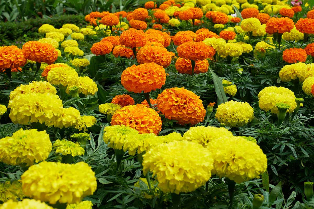 Marigold flower seeds