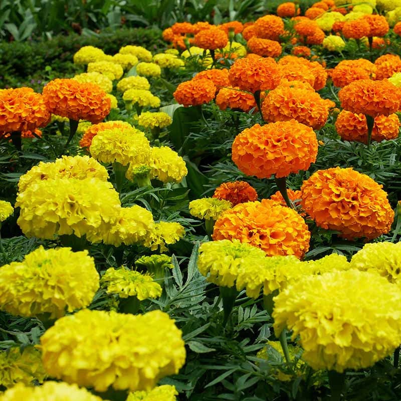 Outdoor Marigold plant