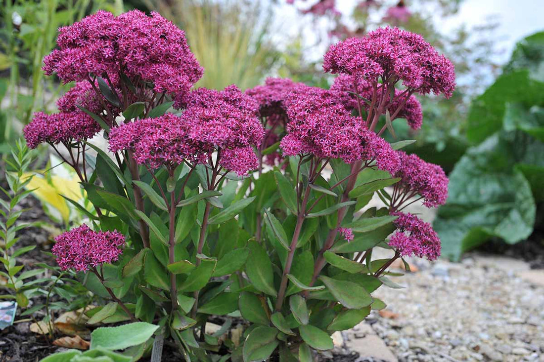 Sedum flower seeds