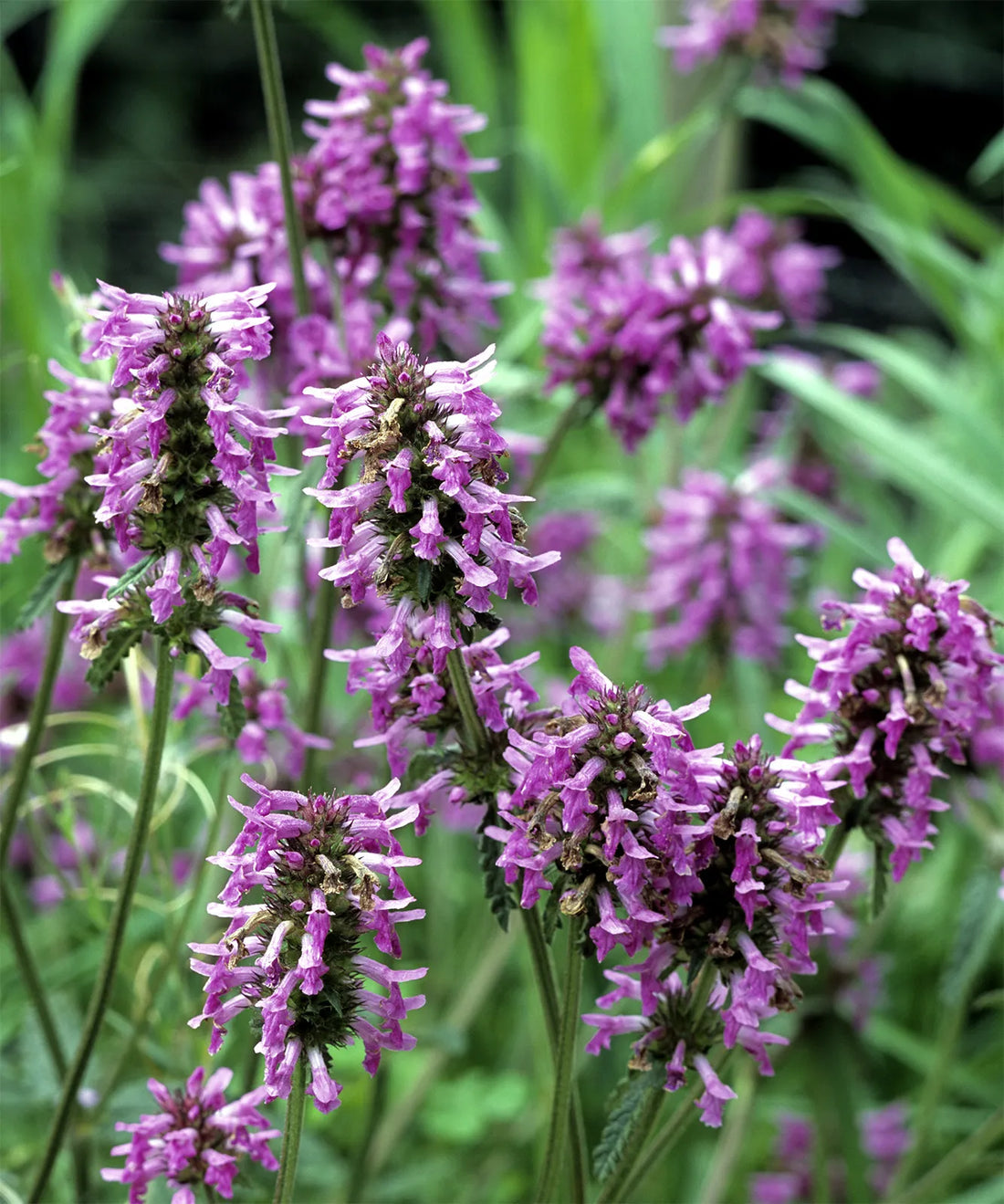 Lavender Labiatae flower seeds