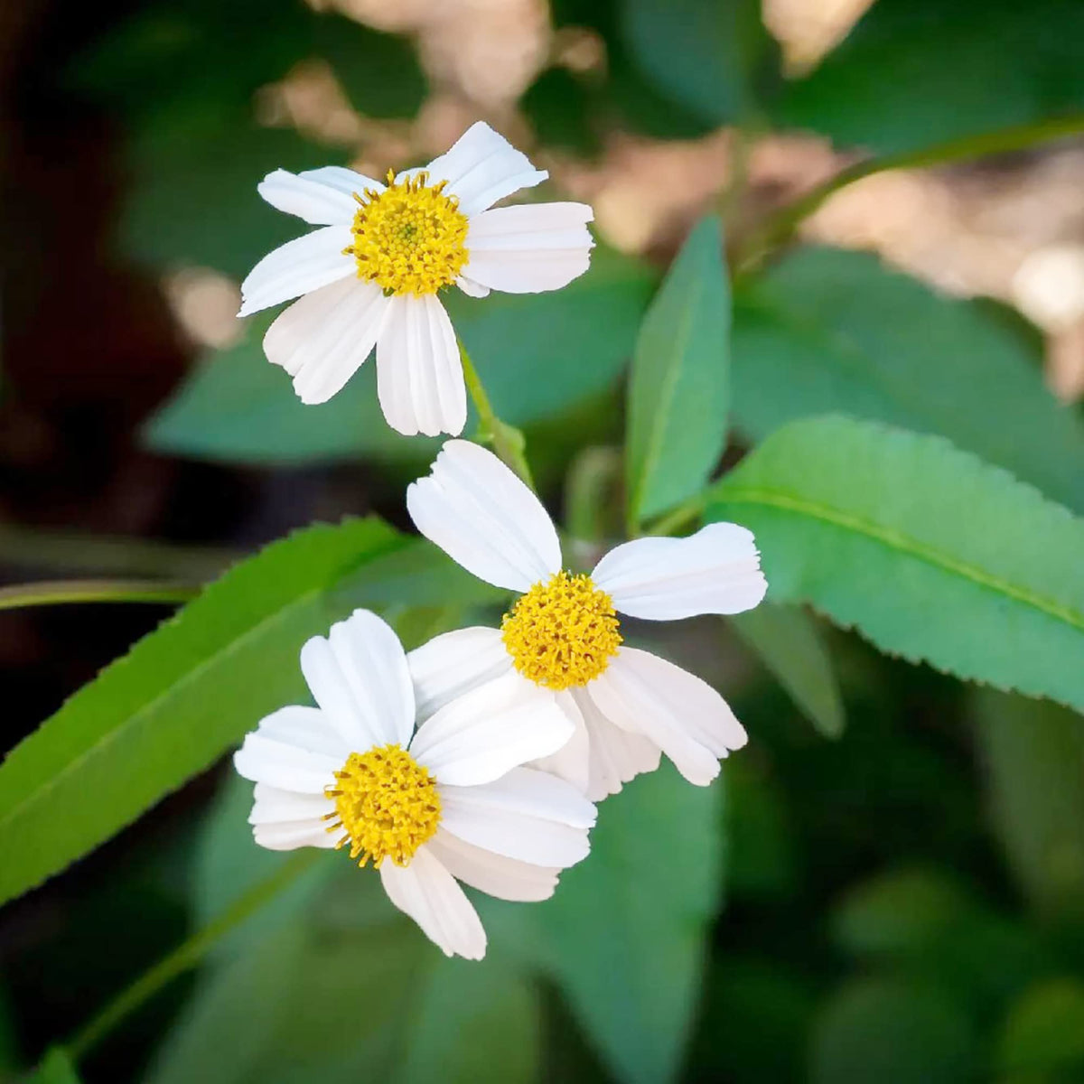 Alba Bidens plant