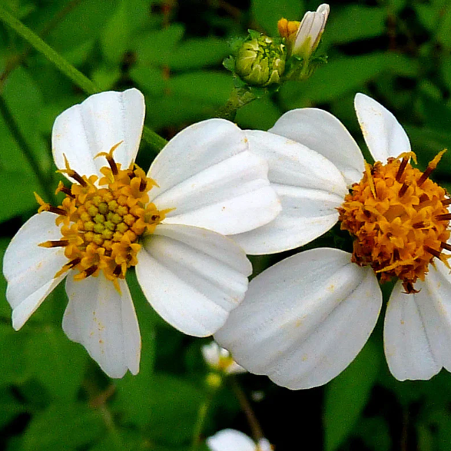 Needles Bidens Alba plant