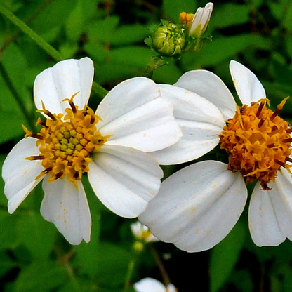 Needles Bidens Alba plant