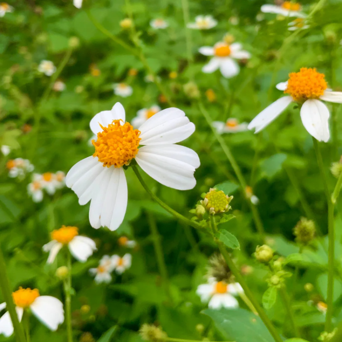 Needles Bidens Alba plant