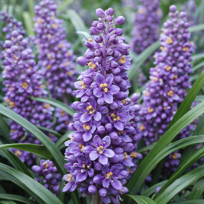 Big Blue Lilyturf plant