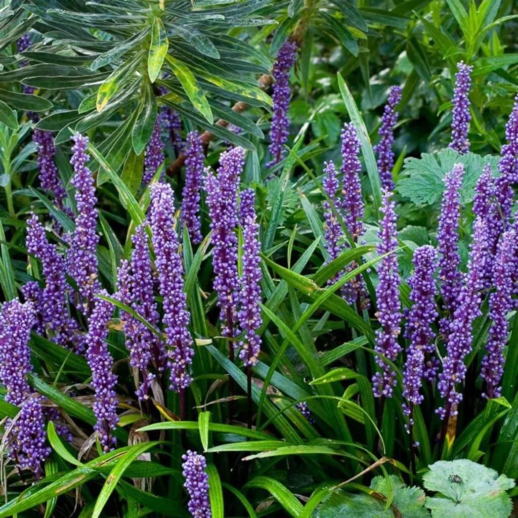 Big Blue Lilyturf plant