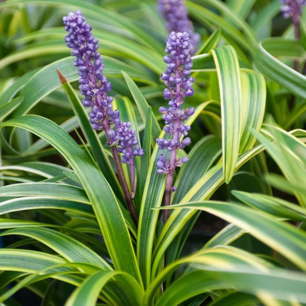 Big Blue Lilyturf plant