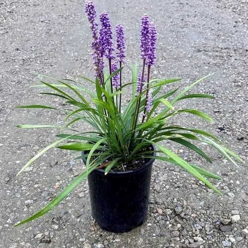 Big Blue Lilyturf plant