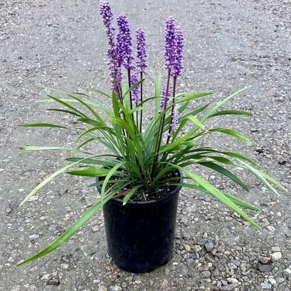 Big Blue Lilyturf plant